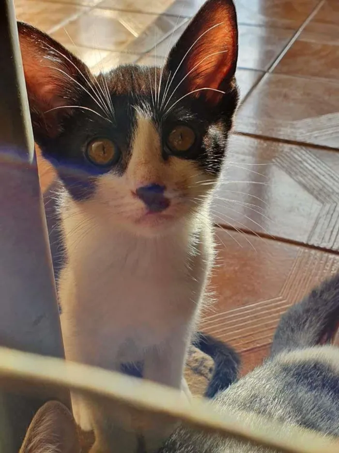 Gato raça SRD-ViraLata idade 2 a 6 meses nome gatinhos Taki