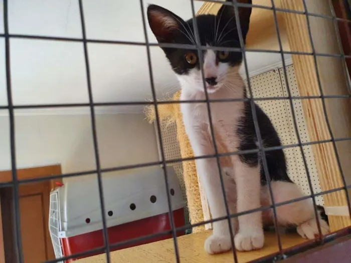 Gato raça SRD-ViraLata idade 2 a 6 meses nome gatinhos Taki