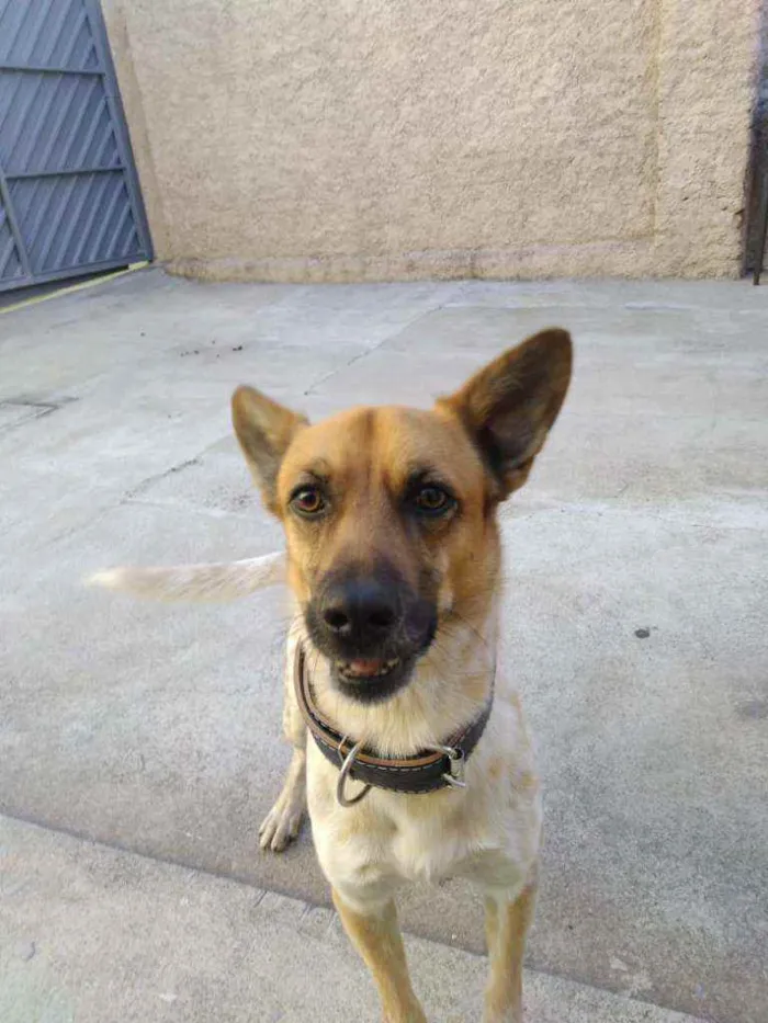 Cachorro raça Vira-lata idade 2 anos nome Bavinck