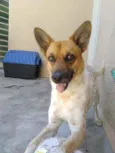 Cachorro raça Vira-lata idade 2 anos nome Bavinck