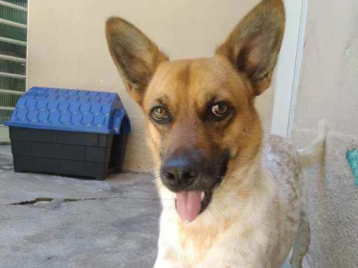 Cachorro raça Vira-lata idade 2 anos nome Bavinck