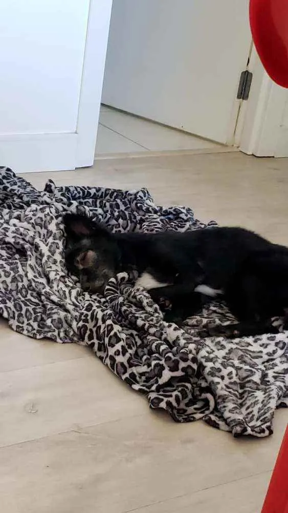 Cachorro ra a SRD idade 4 anos nome Timóteo