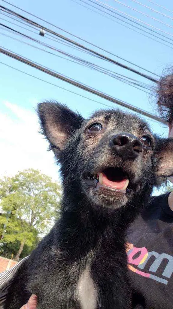 Cachorro ra a SRD idade 4 anos nome Timóteo
