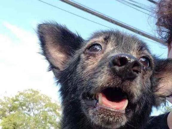 Cachorro ra a SRD idade 4 anos nome Timóteo