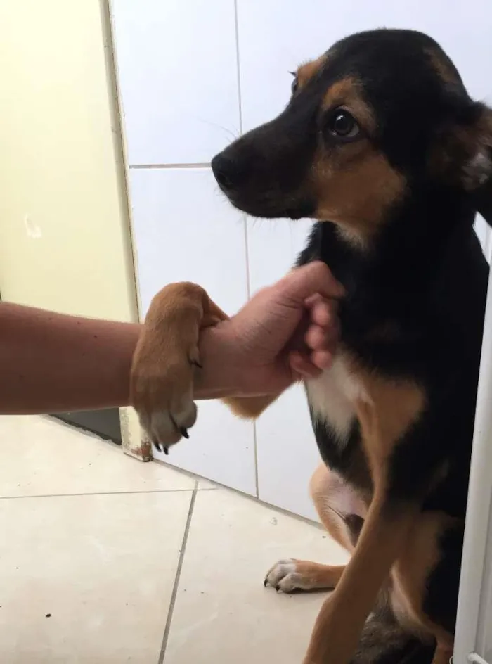 Cachorro raça  idade 2 a 6 meses nome Sem nome