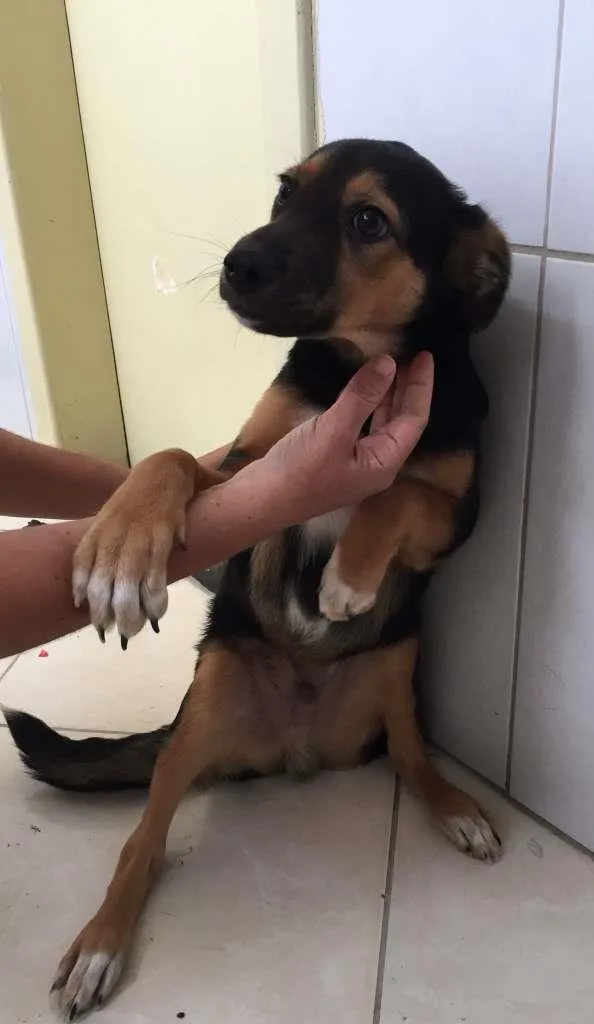 Cachorro raça  idade 2 a 6 meses nome Sem nome