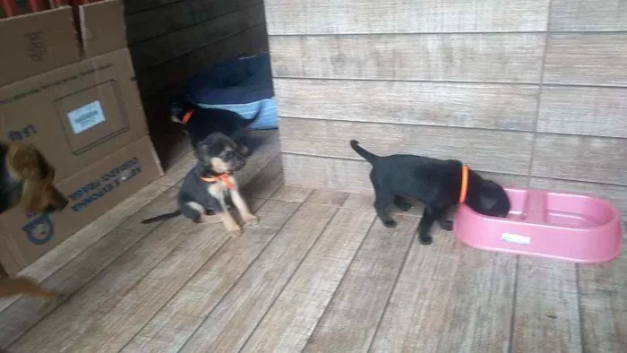 Cachorro ra a SRD idade Abaixo de 2 meses nome Filhotes