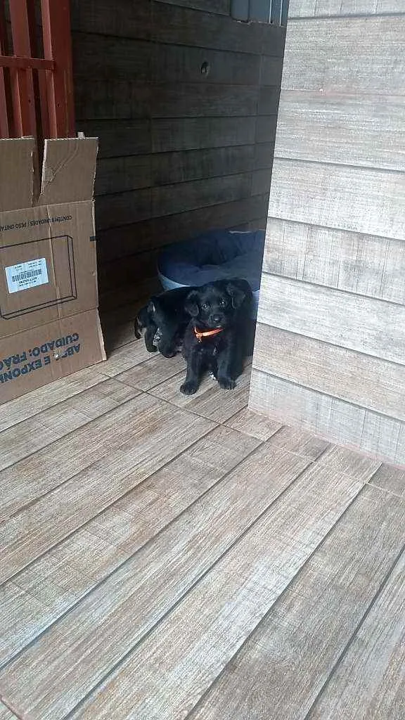 Cachorro ra a SRD idade Abaixo de 2 meses nome Filhotes