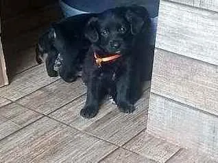 Cachorro ra a SRD idade Abaixo de 2 meses nome Filhotes
