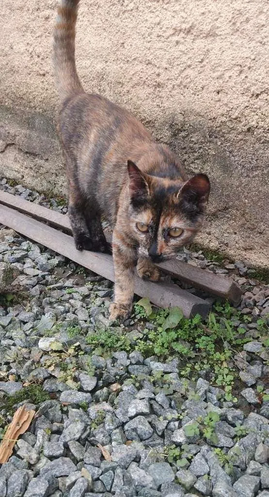 Gato ra a Filha de Angorá idade 2 a 6 meses nome Mica