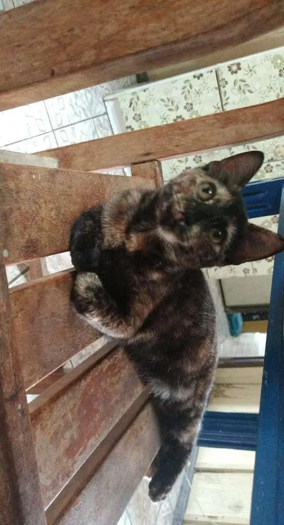 Gato ra a Filha de Angorá  idade 2 a 6 meses nome Babi