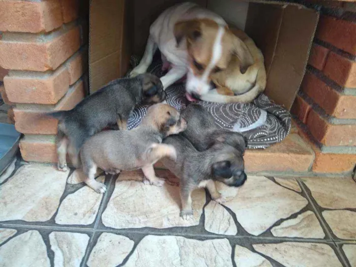 Cachorro ra a  idade 6 ou mais anos nome Cachorra