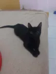 Lua