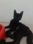Lua