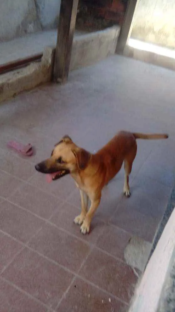Cachorro raça Mestiço idade 1 ano nome Tody