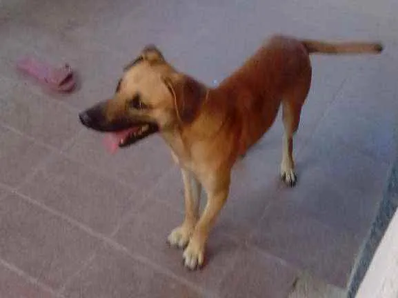 Cachorro raça Mestiço idade 1 ano nome Tody