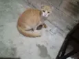 Não sei 
