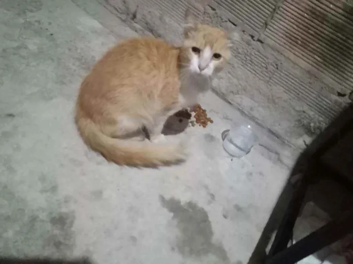 Gato raça Não sei  idade 2 anos nome Não sei 