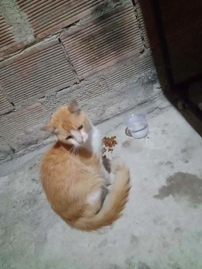 Gato raça Não sei  idade 2 anos nome Não sei 
