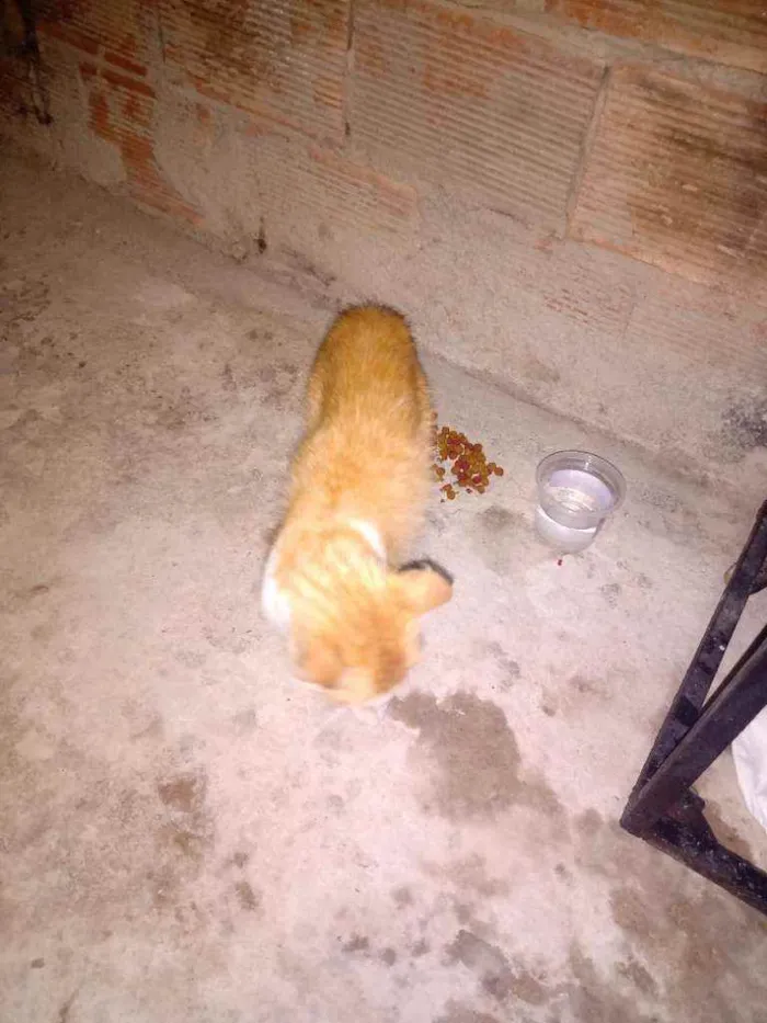 Gato raça Não sei  idade 2 anos nome Não sei 