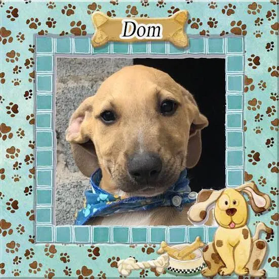 Dom