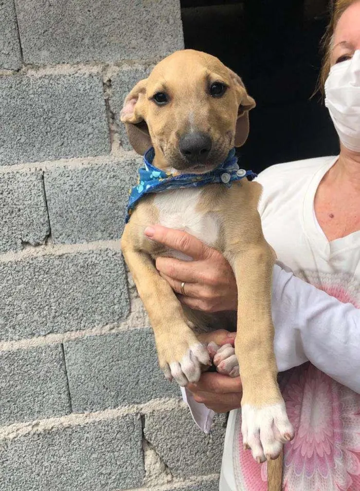 Cachorro raça SRD-ViraLata idade 2 a 6 meses nome Dom