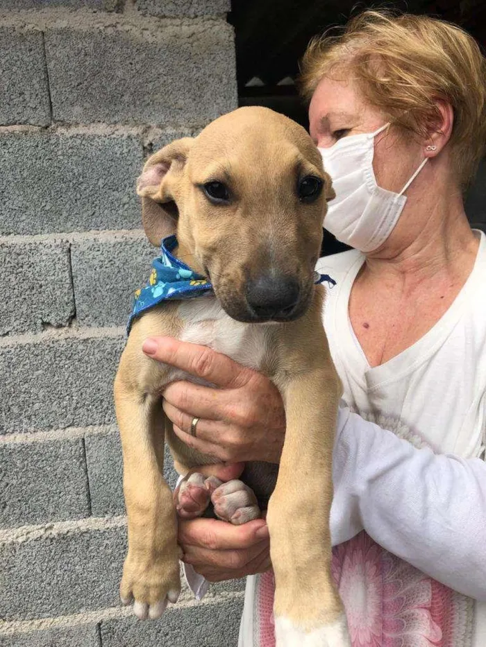 Cachorro raça SRD-ViraLata idade 2 a 6 meses nome Dom