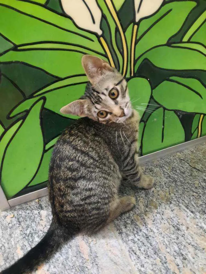 Gato ra a S.R.D. idade 2 a 6 meses nome Tigrão