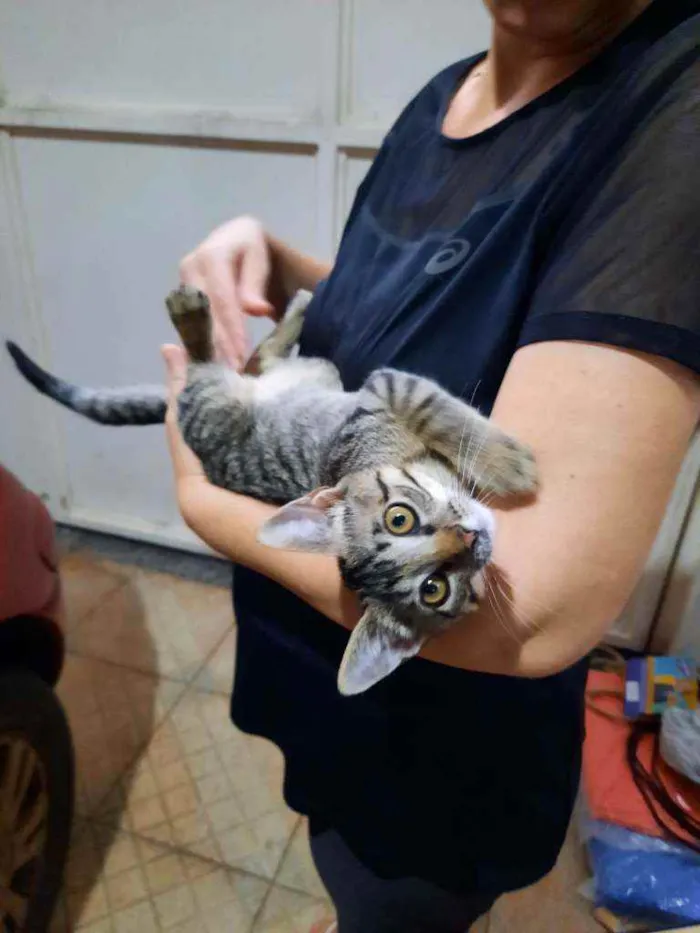 Gato ra a S.R.D. idade 2 a 6 meses nome Tigrão