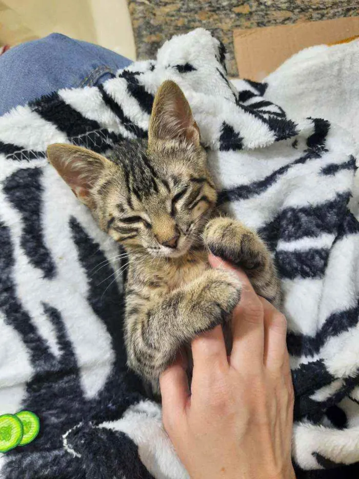 Gato ra a S.R.D. idade 2 a 6 meses nome Tigrão