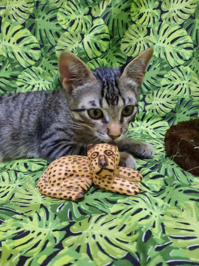 Gato ra a S.R.D. idade 2 a 6 meses nome Tigrão