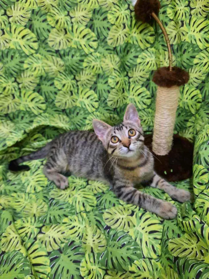 Gato ra a S.R.D. idade 2 a 6 meses nome Tigrão