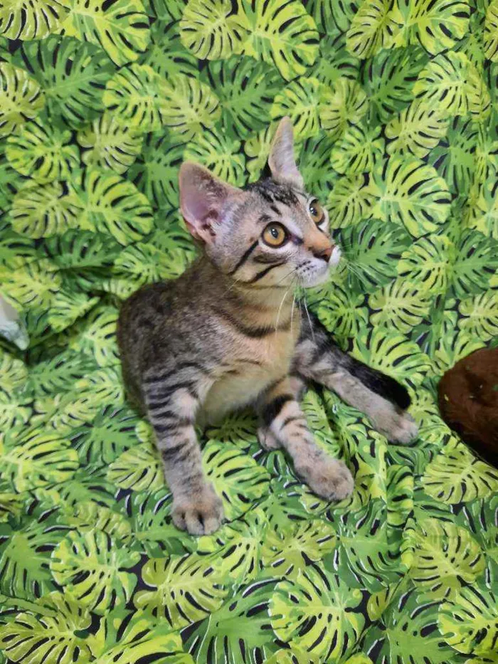 Gato ra a S.R.D. idade 2 a 6 meses nome Tigrão