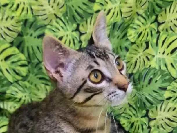Gato ra a S.R.D. idade 2 a 6 meses nome Tigrão