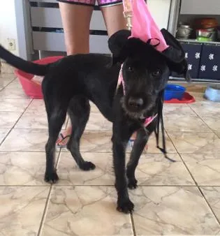 Cachorro raça SRD-ViraLata idade 7 a 11 meses nome Lola - Filhote