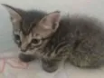 Gatos