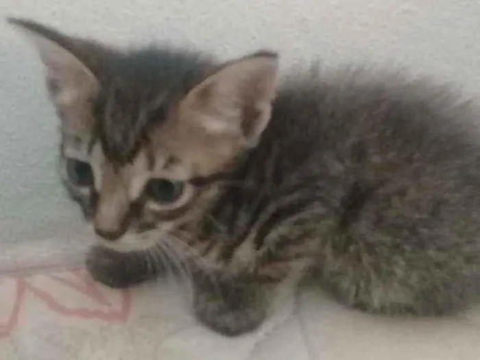 Gato raça Vira lata idade 2 a 6 meses nome Gatos