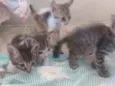 Gatos