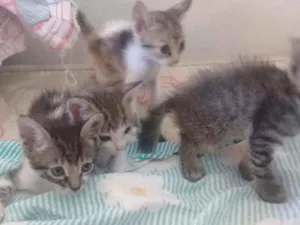 Gato raça Vira lata idade 2 a 6 meses nome Gatos