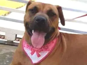 Cachorro raça SRD-ViraLata idade 2 anos nome RAIKA