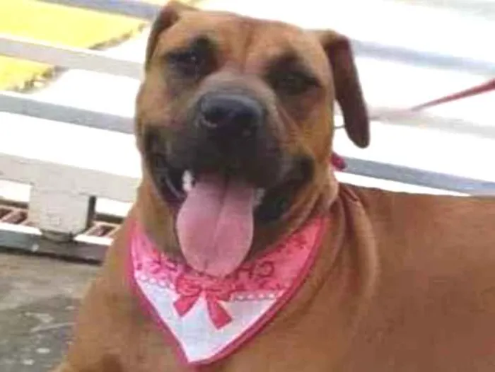 Cachorro raça SRD-ViraLata idade 2 anos nome RAIKA