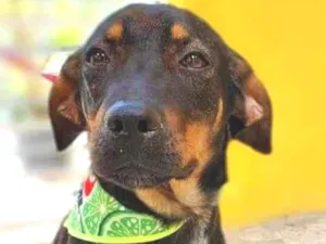 Cachorro raça SRD-ViraLata idade 2 a 6 meses nome NEYMAR