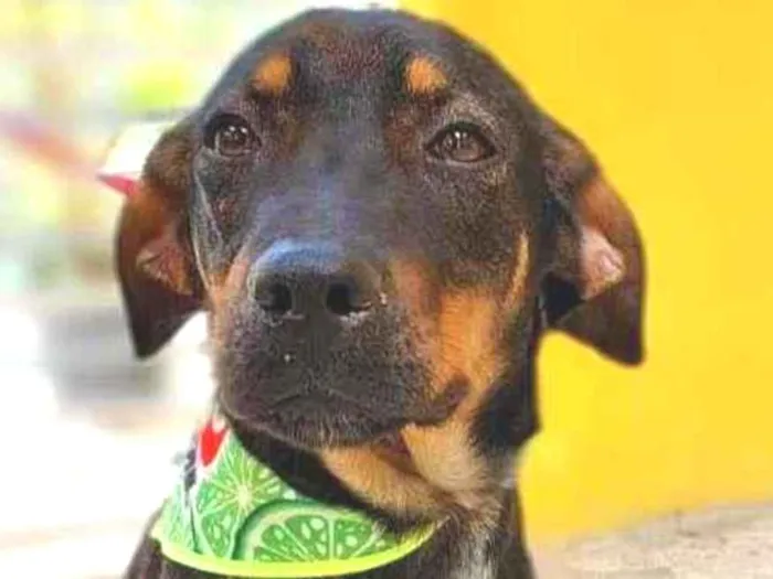 Cachorro raça SRD-ViraLata idade 2 a 6 meses nome NEYMAR