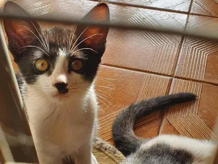 Gato raça SRD-ViraLata idade 2 a 6 meses nome gatinhos Taki