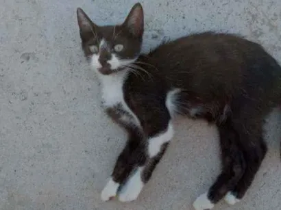 Gato raça  idade 2 a 6 meses nome Bem