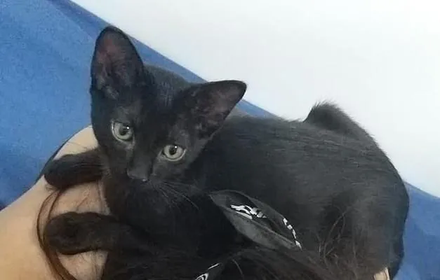 Gato ra a SRD-ViraLata idade 2 a 6 meses nome Pumyra
