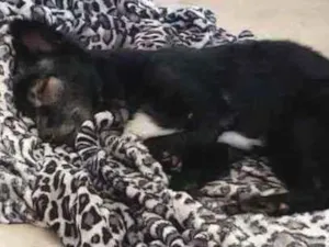 Cachorro raça SRD idade 4 anos nome Timóteo