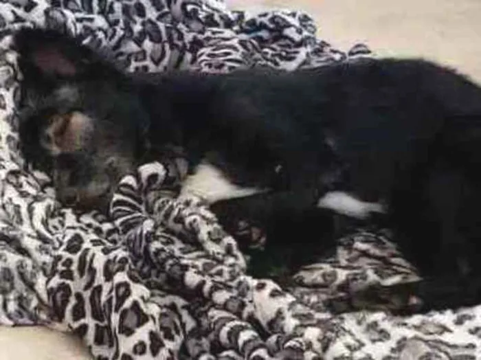 Cachorro ra a SRD idade 4 anos nome Timóteo