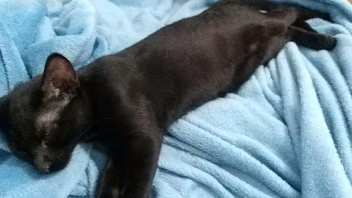 Gato ra a SRD-ViraLata idade 2 a 6 meses nome Pumyra