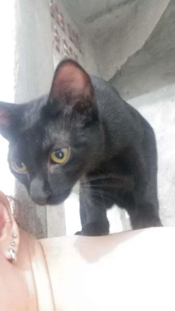 Gato ra a SRD-ViraLata idade 2 a 6 meses nome Pumyra